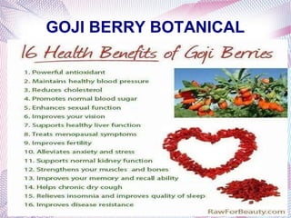 GOJI BERRY BOTANICAL
 