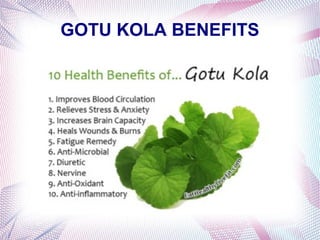 GOTU KOLA BENEFITS
 