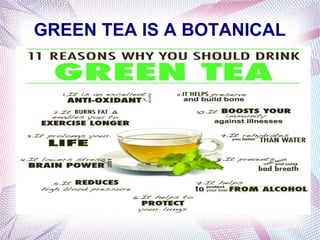 GREEN TEA IS A BOTANICAL
 