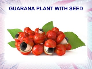 GUARANA PLANT WITH SEED
 