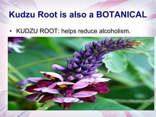 Kudzu Root is also a BOTANICAL
● KUDZU ROOT: helps reduce alcoholism.
●
 