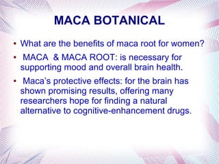 MACA BOTANICAL
● What are the benefits of maca root for women?
● MACA & MACA ROOT: is necessary for
supporting mood and overall brain health.
● Maca’s protective effects: for the brain has
shown promising results, offering many
researchers hope for finding a natural
alternative to cognitive-enhancement drugs.
 