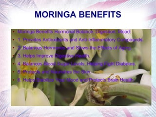 MORINGA BENEFITS
● Moringa Benefits Hormonal Balance, Digestion, Mood:
● 1. Provides Antioxidants and Anti-Inflammatory Compounds.
● 2. Balances Hormones and Slows the Effects of Aging.
● 3. Helps Improve Digestive Health.
● 4. Balances Blood Sugar Levels, Helping Fight Diabetes.
● 5. Protects and Nourishes the Skin.
● 6. Helps Stabilize Your Mood and Protects Brain Health
 