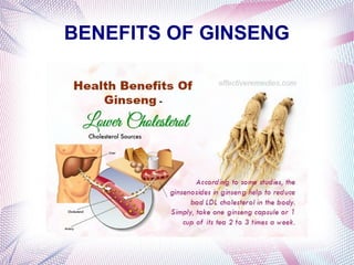 BENEFITS OF GINSENG
 
