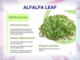 ALFALFA LEAF
 