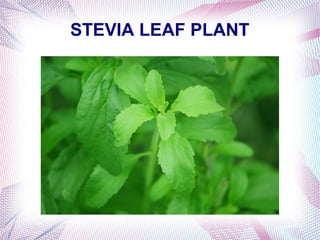 STEVIA LEAF PLANT
 