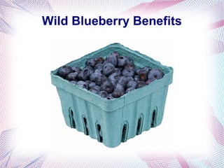 Wild Blueberry Benefits
 