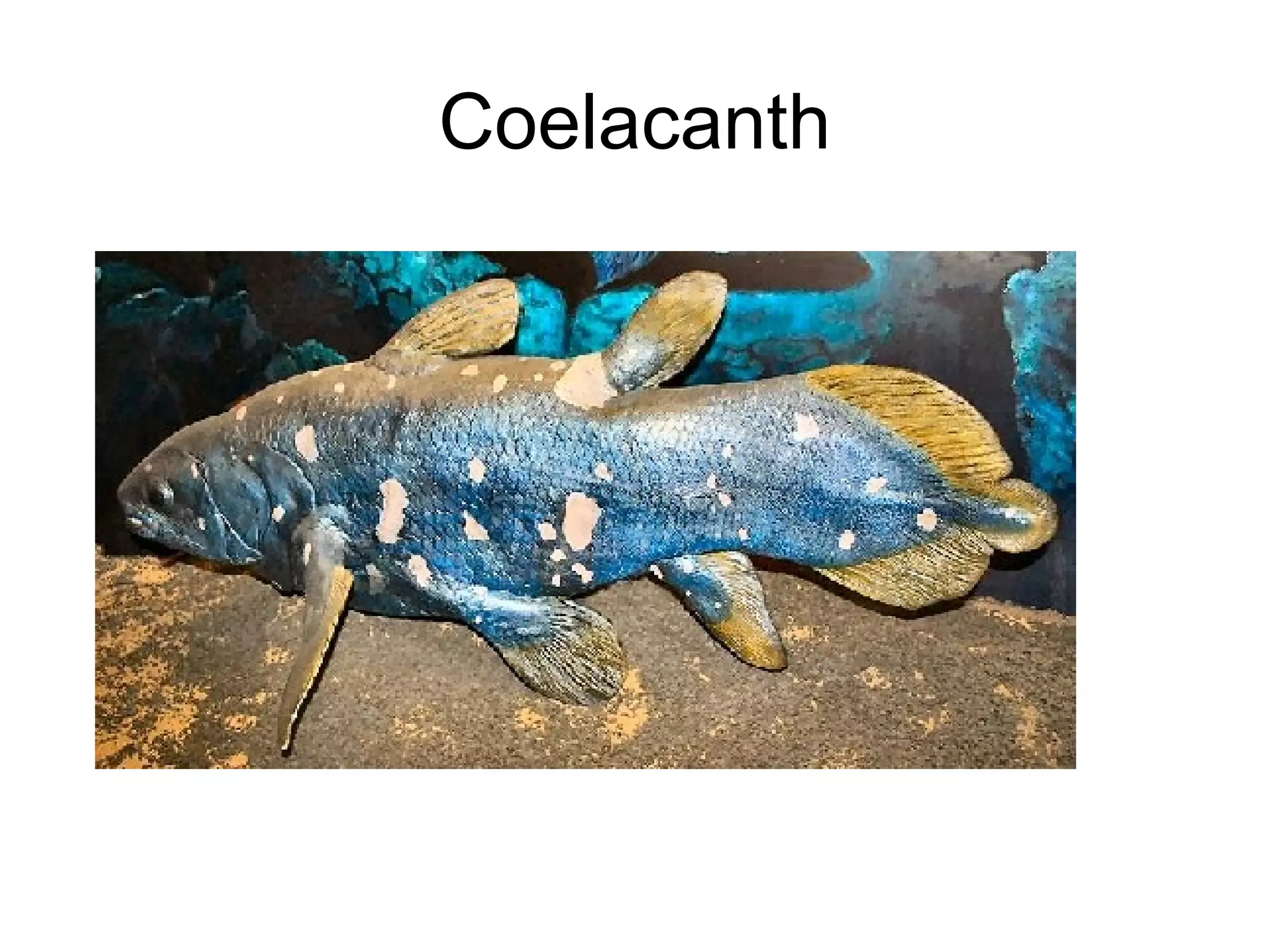 Coelacanth
 