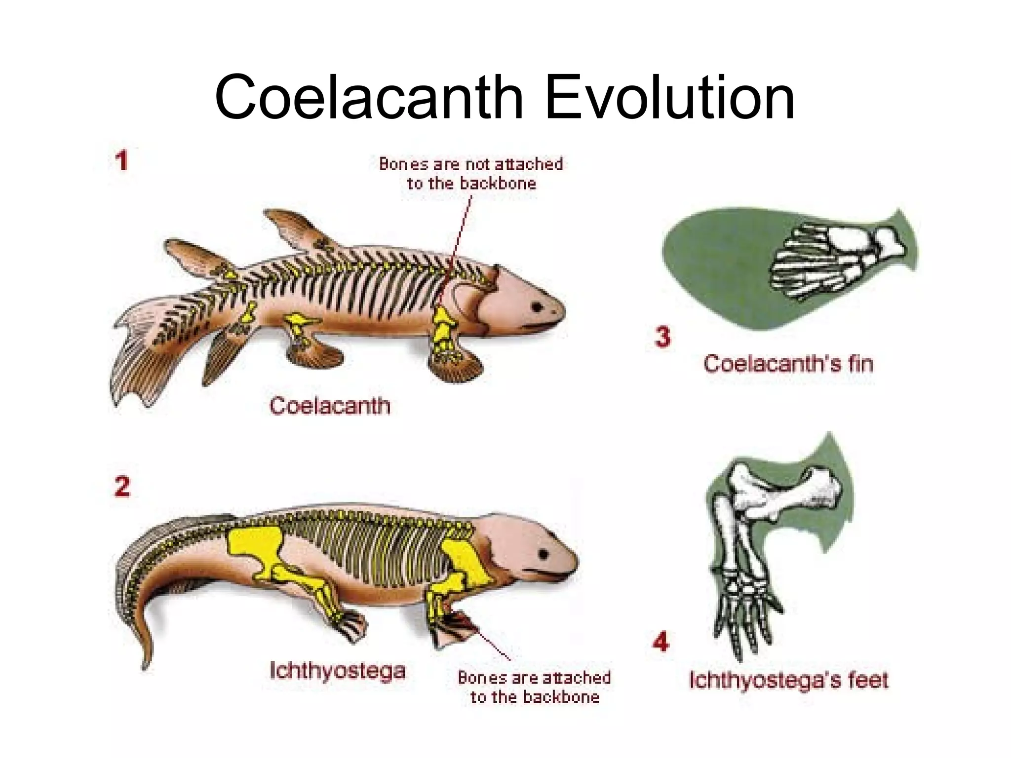 Coelacanth Evolution
 