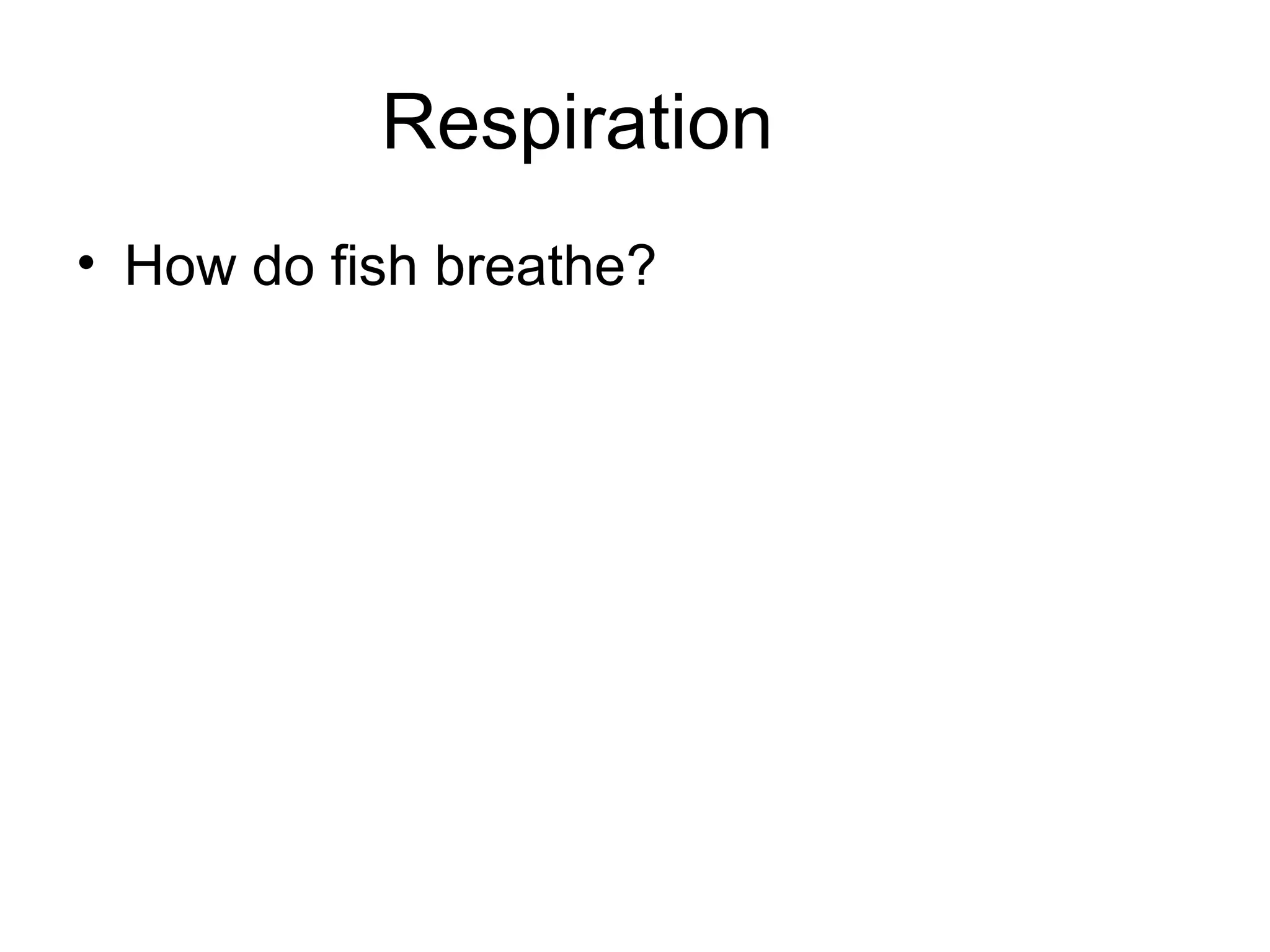 Respiration
• How do fish breathe?
 
