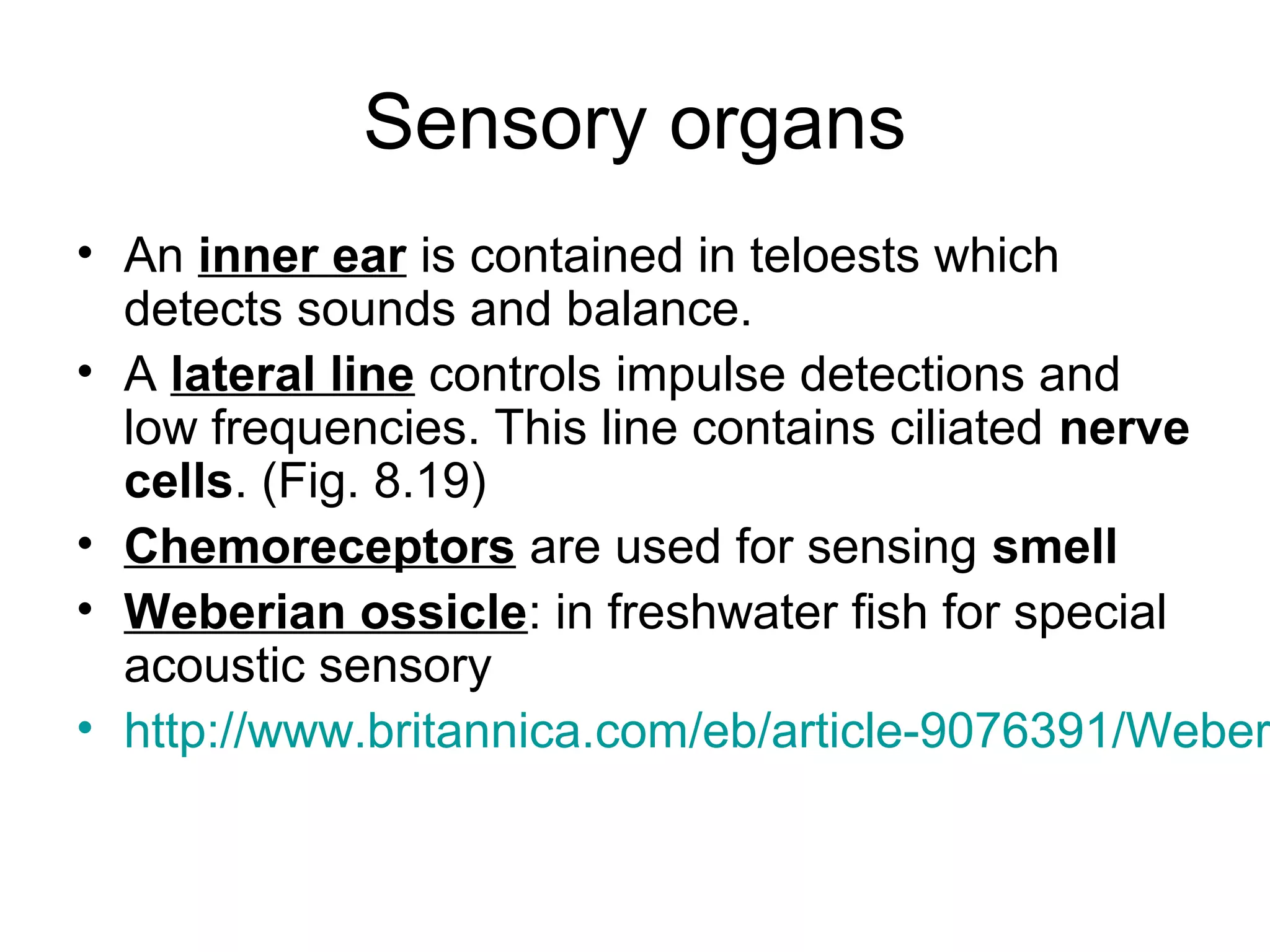 Sensory organs
• An inner ear is contained in teloests which
  detects sounds and balance.
• A lateral line controls impulse detections and
  low frequencies. This line contains ciliated nerve
  cells. (Fig. 8.19)
• Chemoreceptors are used for sensing smell
• Weberian ossicle: in freshwater fish for special
  acoustic sensory
• http://www.britannica.com/eb/article-9076391/Weber
 