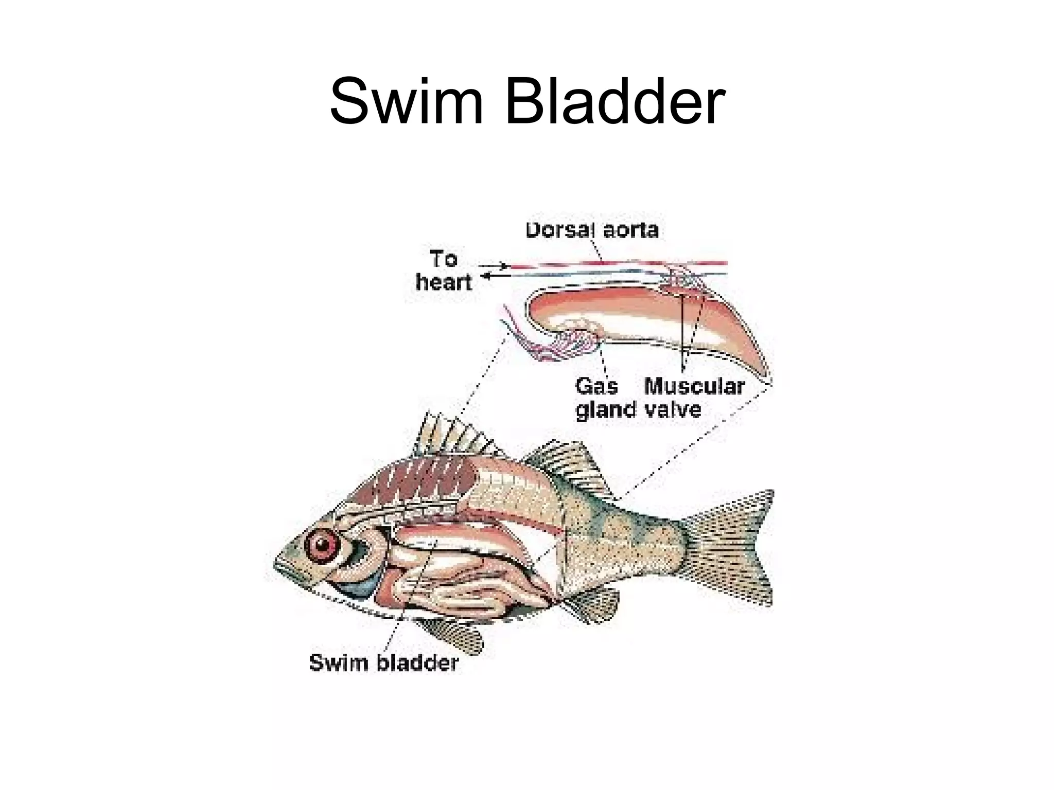 Swim Bladder
 