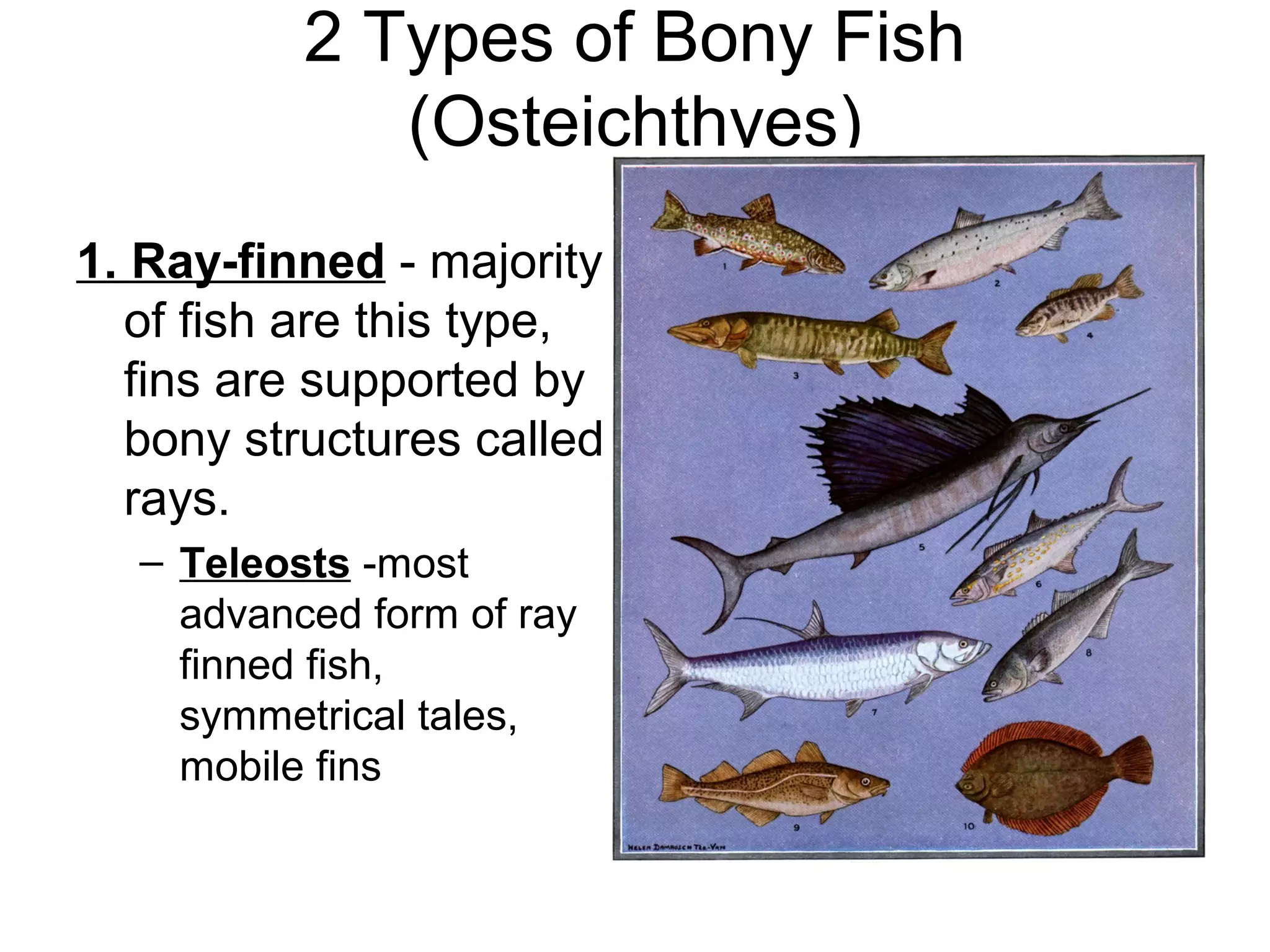 2 Types of Bony Fish
             (Osteichthyes)
1. Ray-finned - majority
  of fish are this type,
  fins are supported by
  bony structures called
  rays.
  – Teleosts -most
    advanced form of ray
    finned fish,
    symmetrical tales,
    mobile fins
 