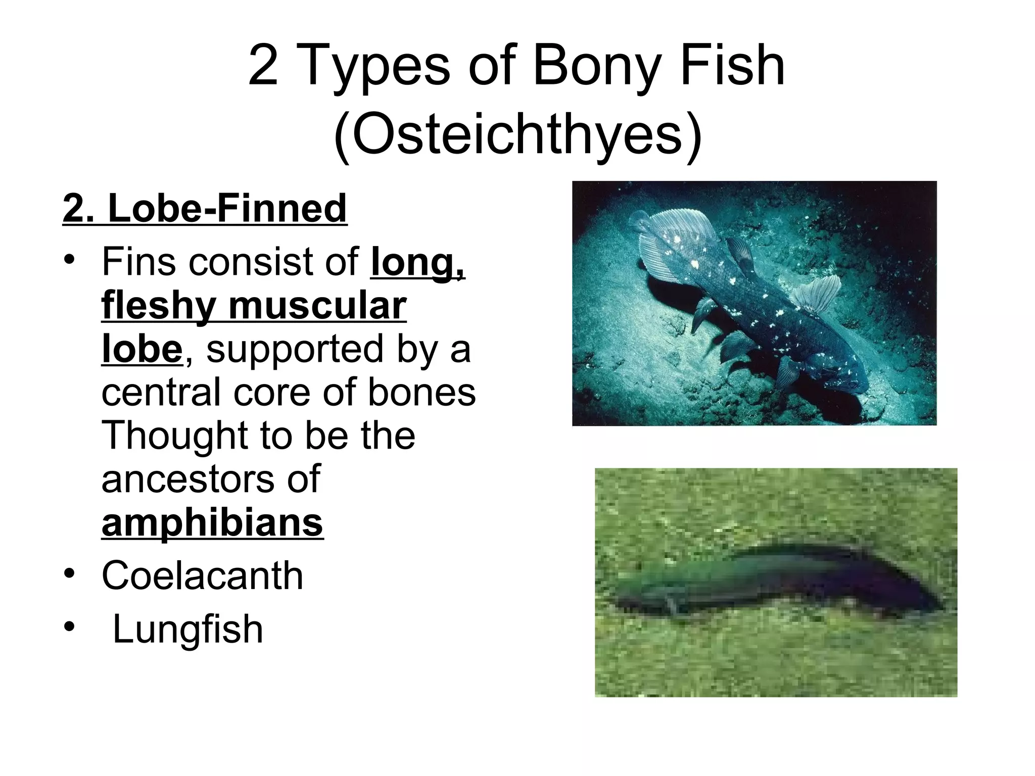 2 Types of Bony Fish
             (Osteichthyes)
2. Lobe-Finned
• Fins consist of long,
  fleshy muscular
  lobe, supported by a
  central core of bones
  Thought to be the
  ancestors of
  amphibians
• Coelacanth
• Lungfish
 