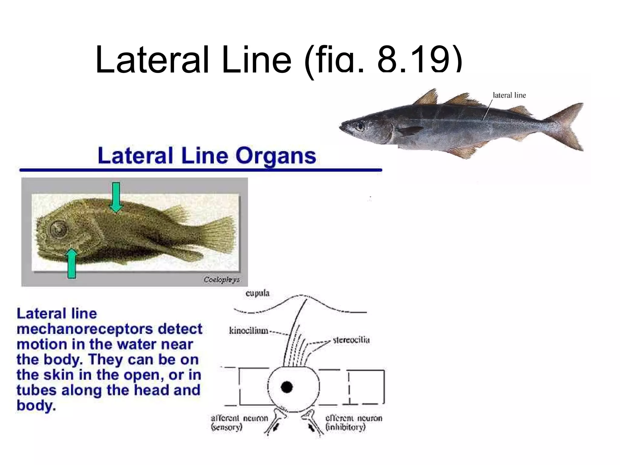Lateral Line (fig. 8.19)
 