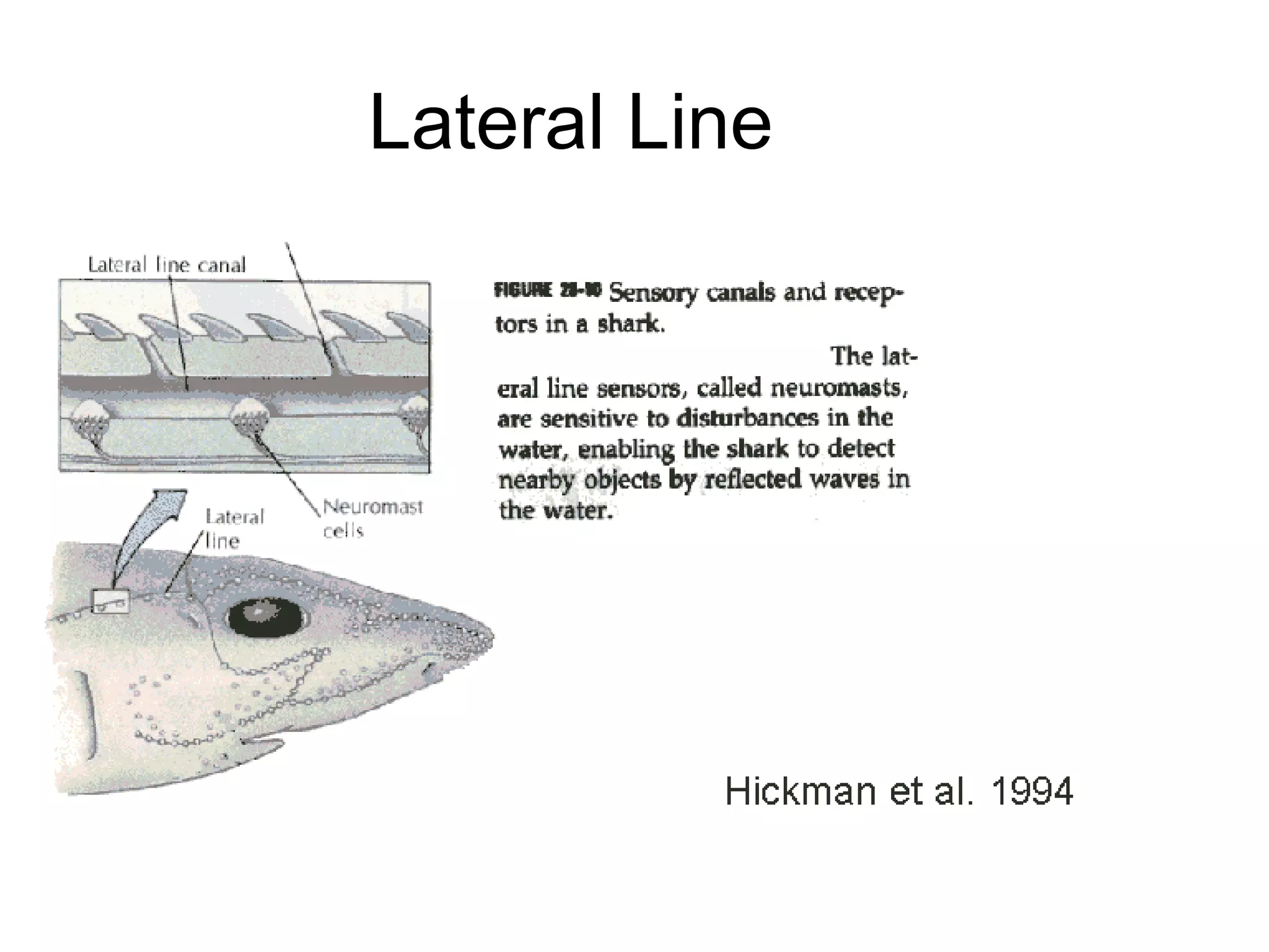 Lateral Line
 