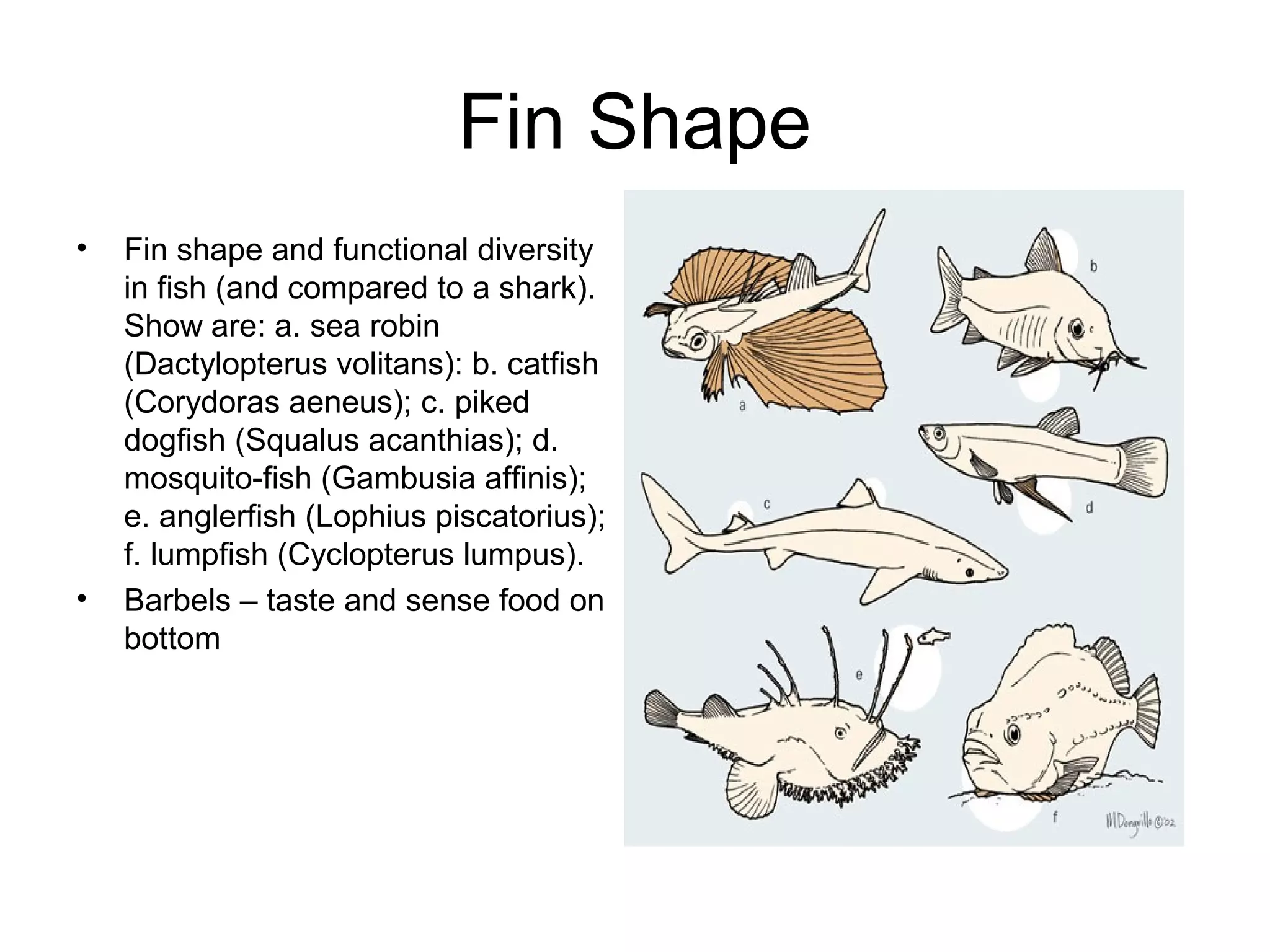 Fin Shape
•   Fin shape and functional diversity
    in fish (and compared to a shark).
    Show are: a. sea robin
    (Dactylopterus volitans): b. catfish
    (Corydoras aeneus); c. piked
    dogfish (Squalus acanthias); d.
    mosquito-fish (Gambusia affinis);
    e. anglerfish (Lophius piscatorius);
    f. lumpfish (Cyclopterus lumpus).
•   Barbels – taste and sense food on
    bottom
 