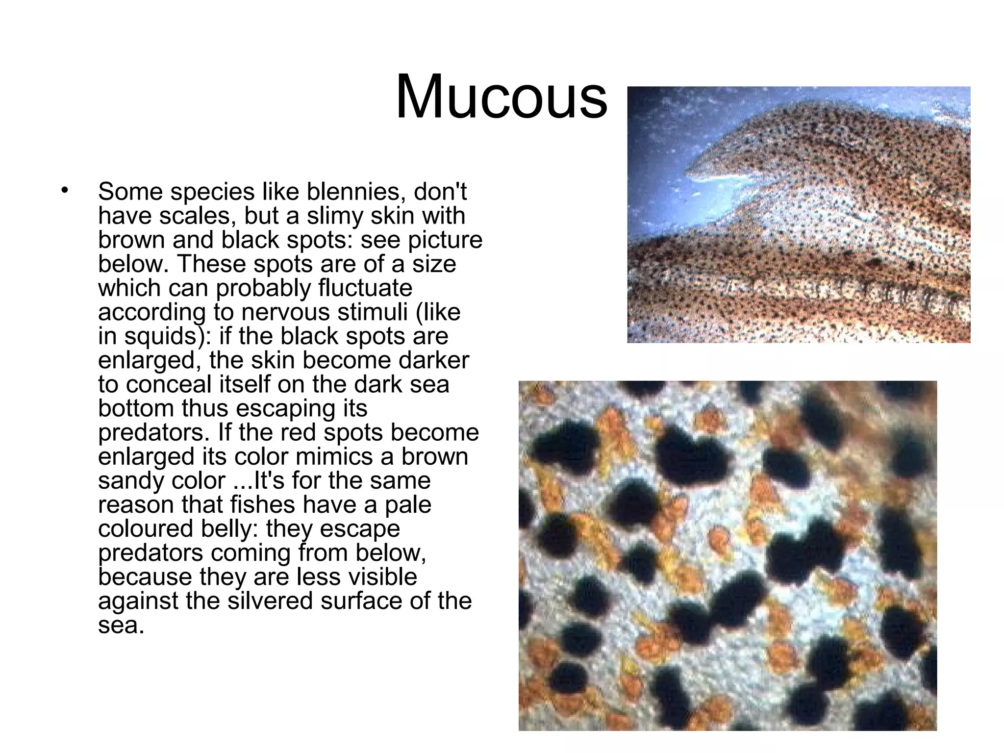 Mucous
•   Some species like blennies, don't
    have scales, but a slimy skin with
    brown and black spots: see picture
    below. These spots are of a size
    which can probably fluctuate
    according to nervous stimuli (like
    in squids): if the black spots are
    enlarged, the skin become darker
    to conceal itself on the dark sea
    bottom thus escaping its
    predators. If the red spots become
    enlarged its color mimics a brown
    sandy color ...It's for the same
    reason that fishes have a pale
    coloured belly: they escape
    predators coming from below,
    because they are less visible
    against the silvered surface of the
    sea.
 