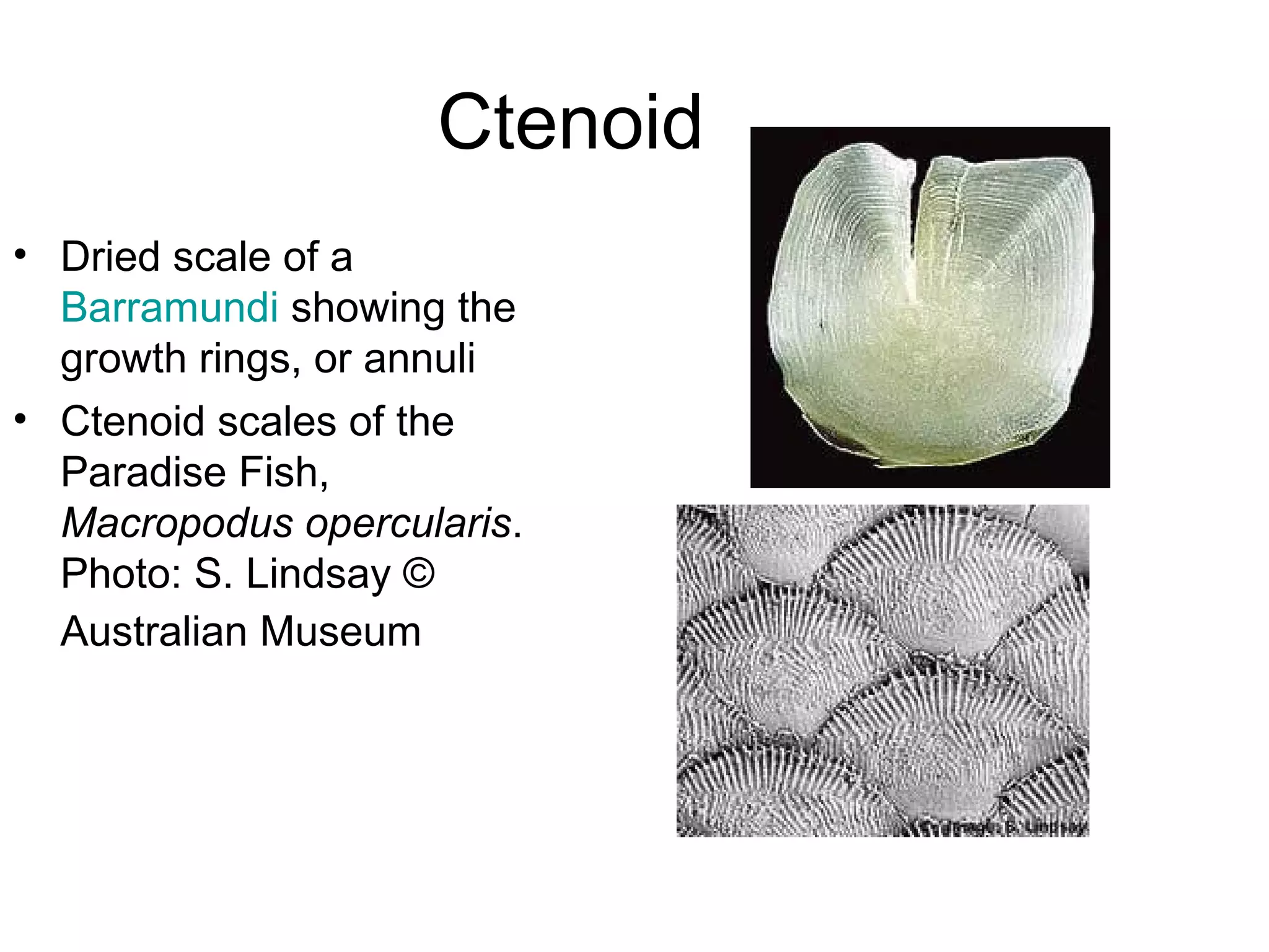 Ctenoid
• Dried scale of a
  Barramundi showing the
  growth rings, or annuli
• Ctenoid scales of the
  Paradise Fish,
  Macropodus opercularis.
  Photo: S. Lindsay ©
  Australian Museum
 