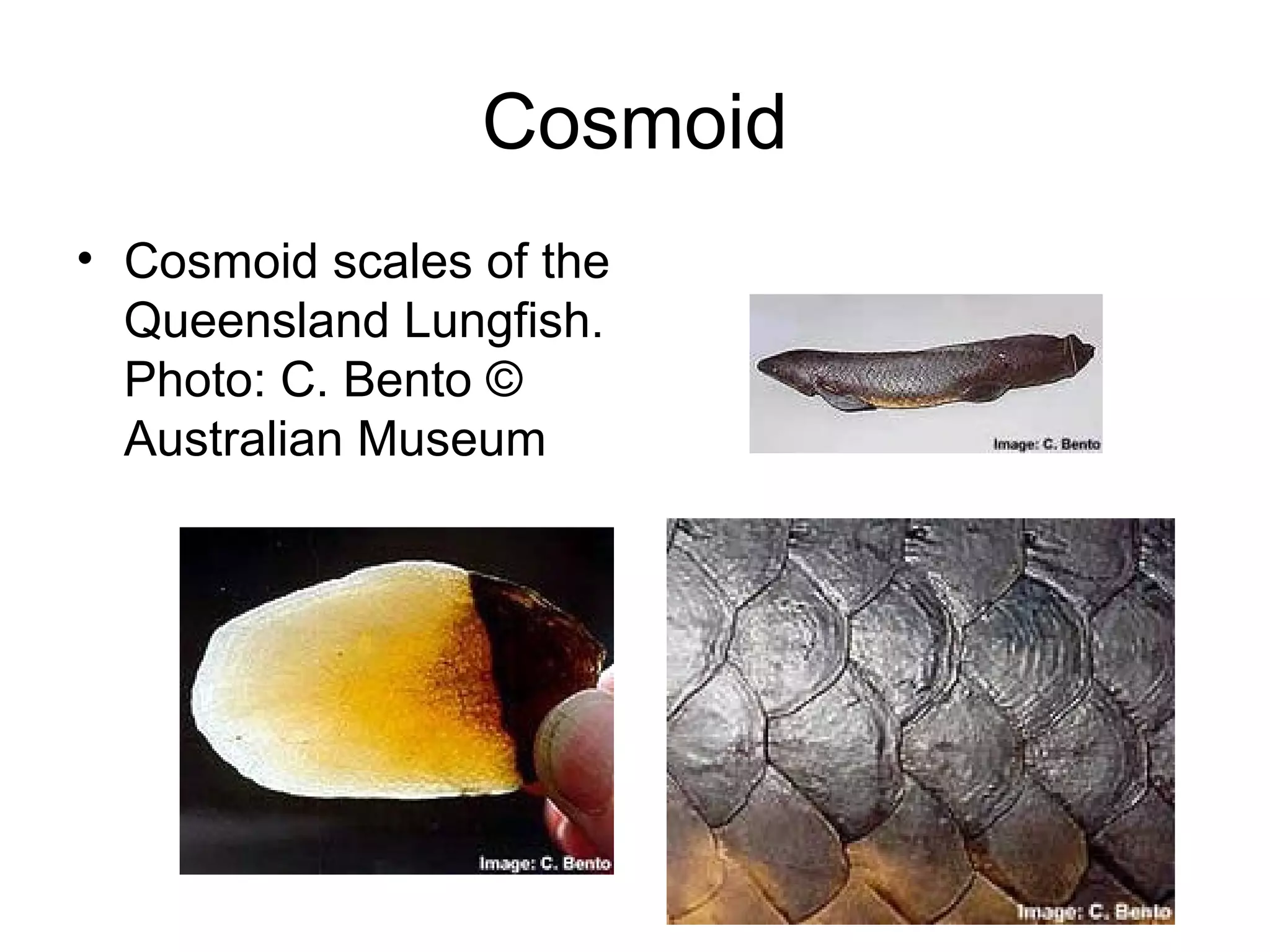 Cosmoid
• Cosmoid scales of the
  Queensland Lungfish.
  Photo: C. Bento ©
  Australian Museum
 