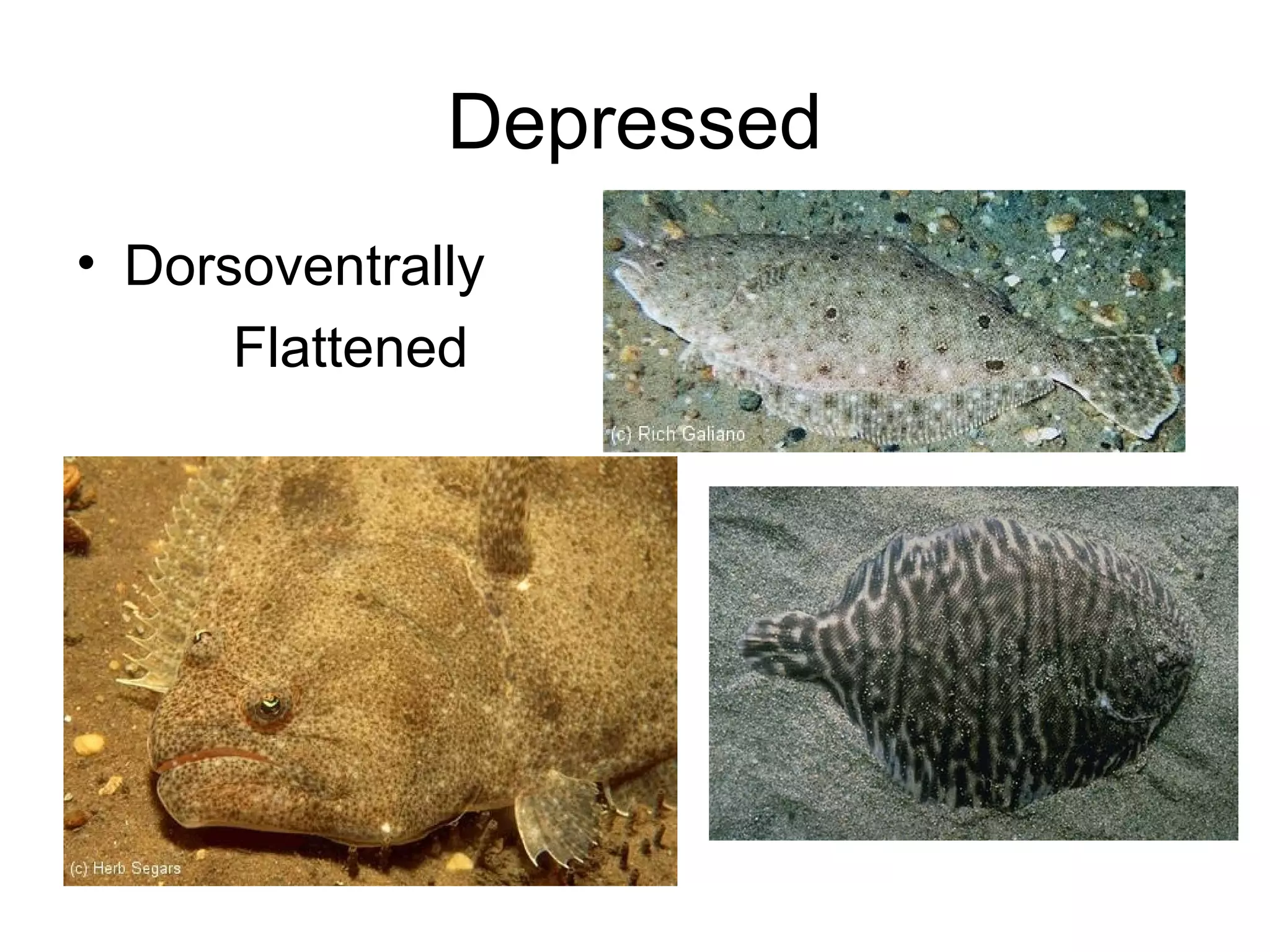 Depressed
• Dorsoventrally
      Flattened
 