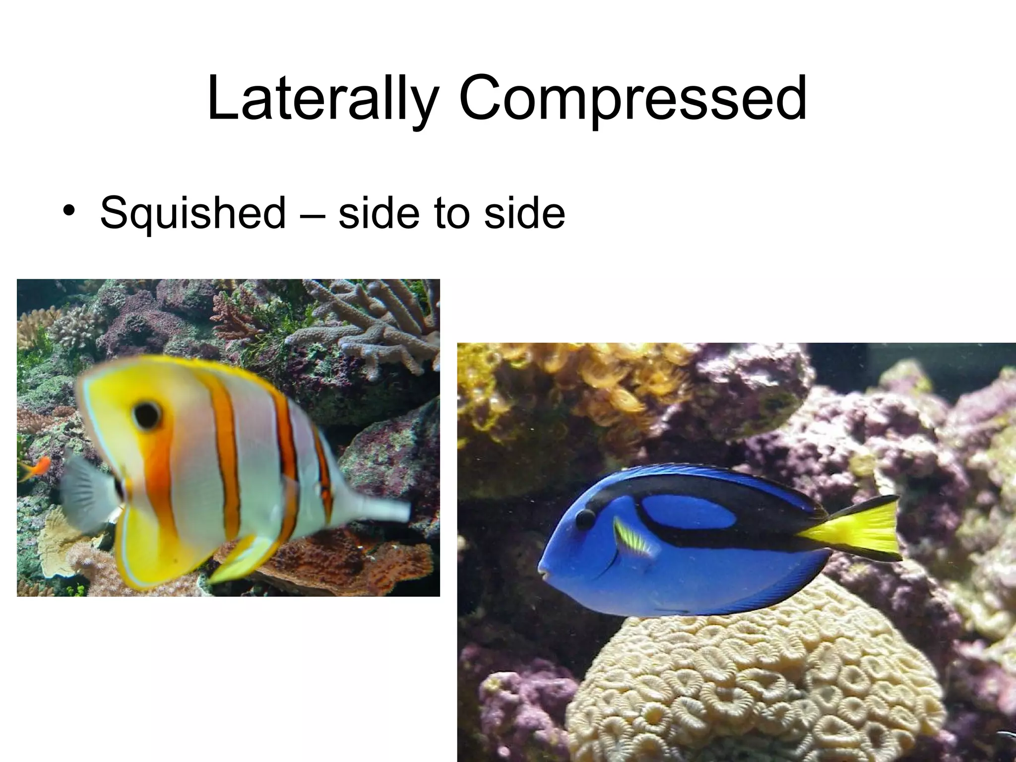 Laterally Compressed
• Squished – side to side
 