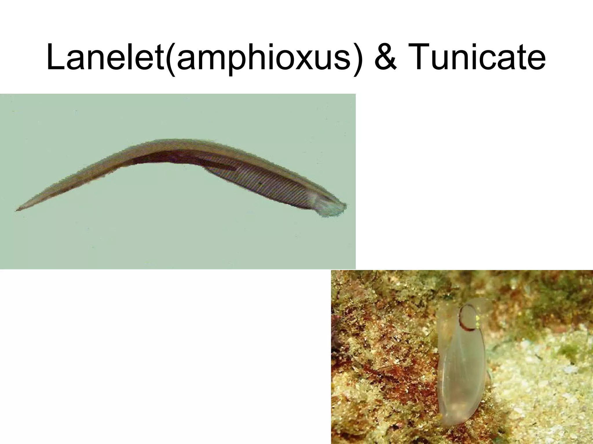 Lanelet(amphioxus) & Tunicate
 