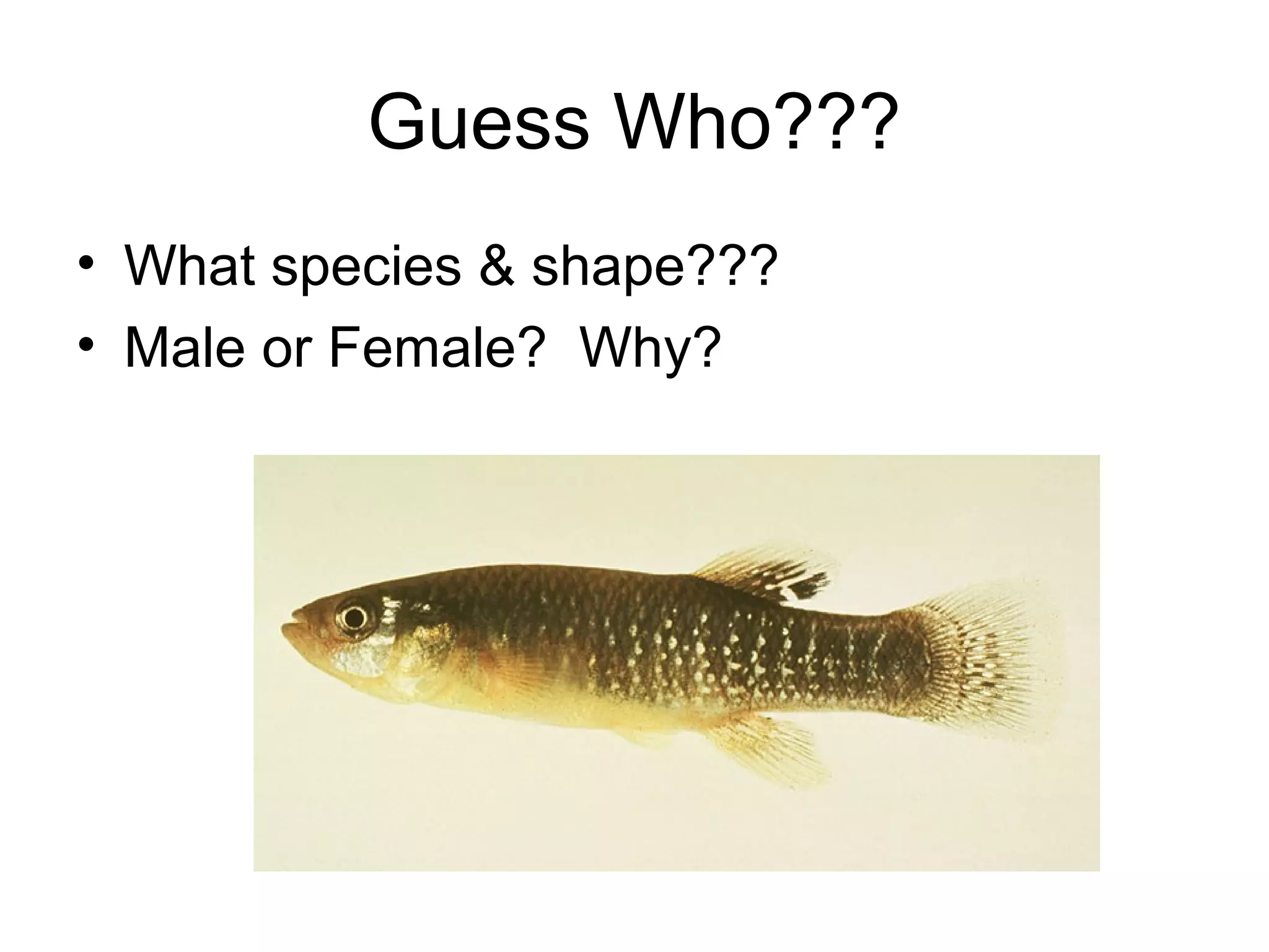 Guess Who???
• What species & shape???
• Male or Female? Why?
 