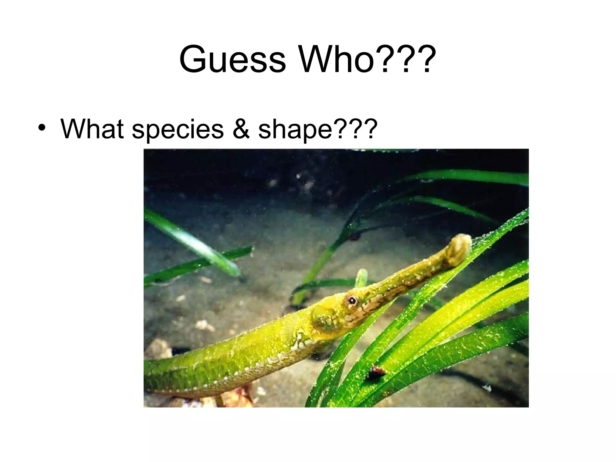 Guess Who???
• What species & shape???
 