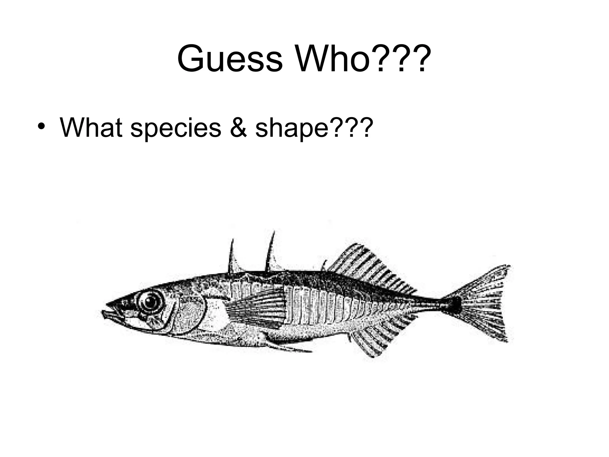 Guess Who???
• What species & shape???
 