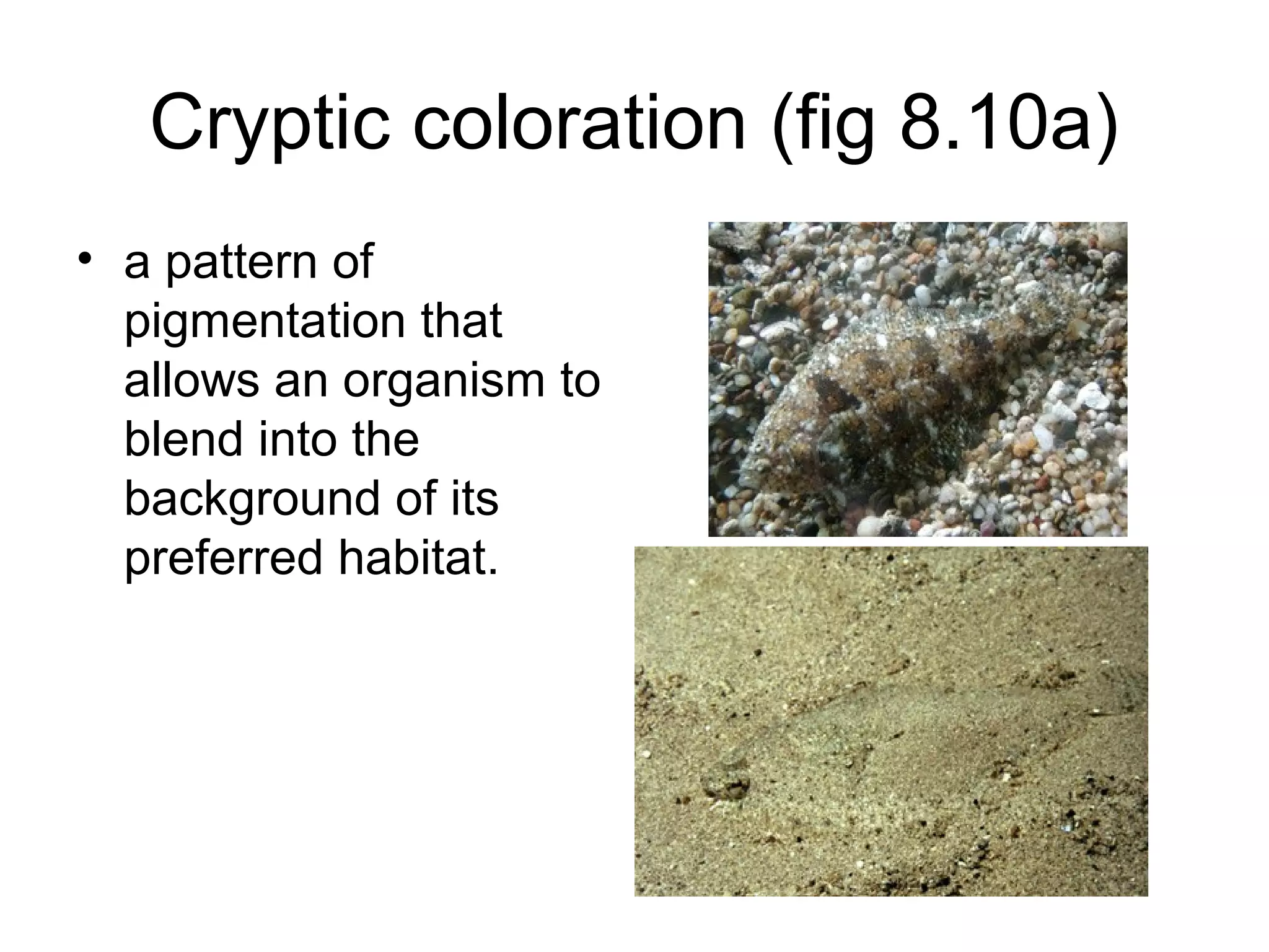 Cryptic coloration (fig 8.10a)
• a pattern of
  pigmentation that
  allows an organism to
  blend into the
  background of its
  preferred habitat.
 
