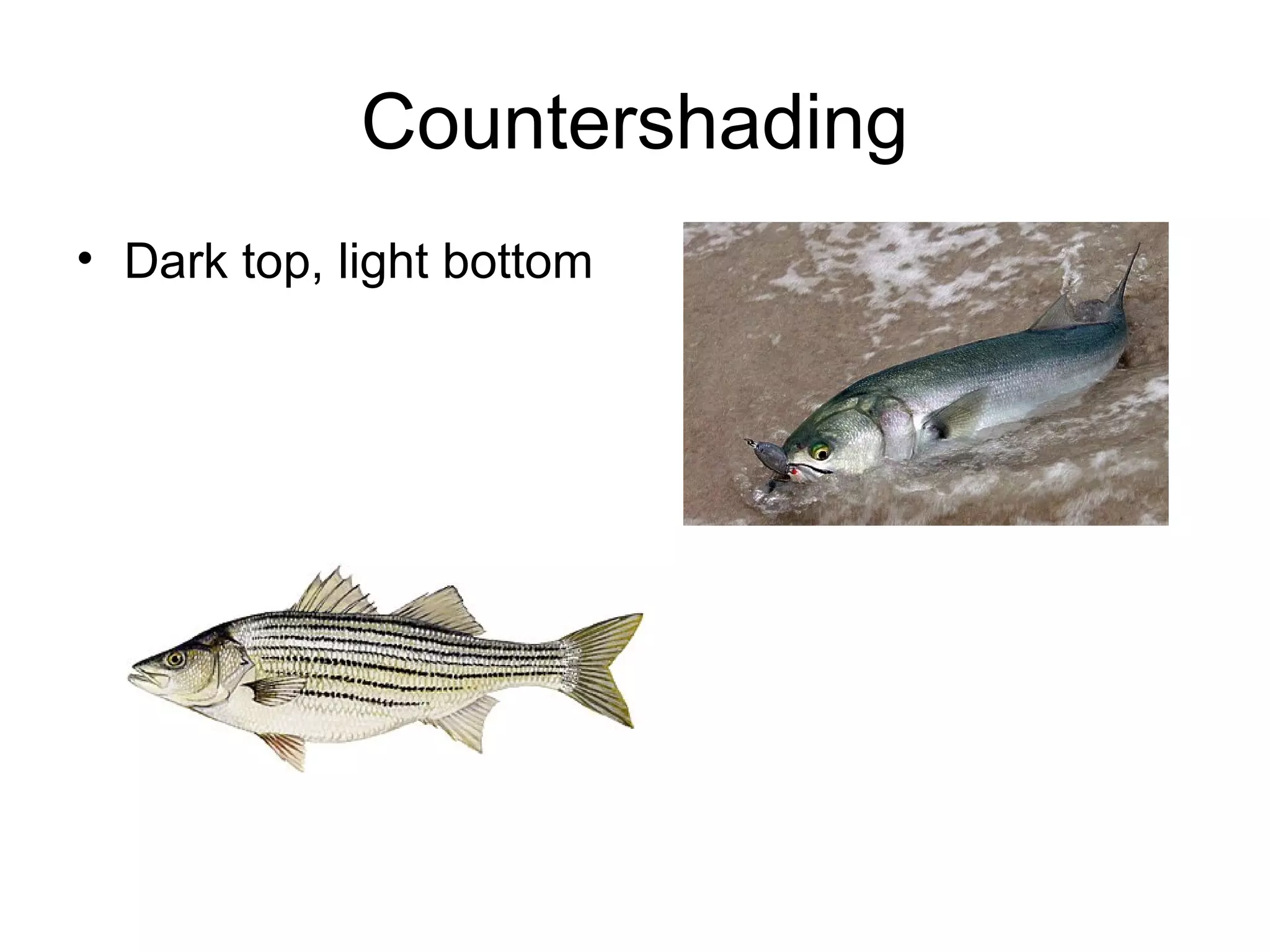 Countershading
• Dark top, light bottom
 