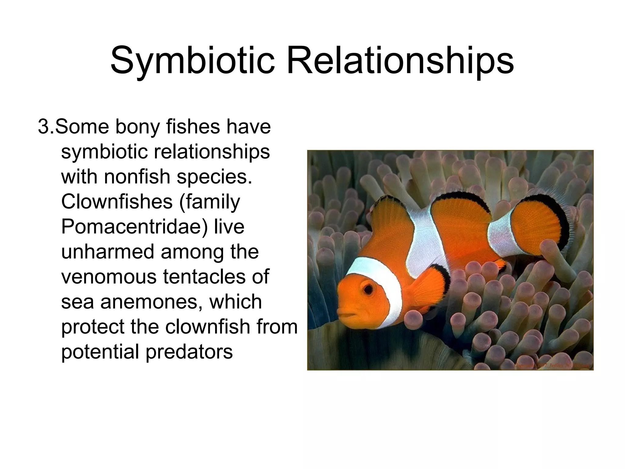 Symbiotic Relationships
3.Some bony fishes have
  symbiotic relationships
  with nonfish species.
  Clownfishes (family
  Pomacentridae) live
  unharmed among the
  venomous tentacles of
  sea anemones, which
  protect the clownfish from
  potential predators
 