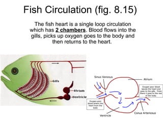 Fish Circulation (fig. 8.15)
  The fish heart is a single loop circulation
 which has 2 chambers. Blood flows into the
 gills, picks up oxygen goes to the body and
            then returns to the heart.
 