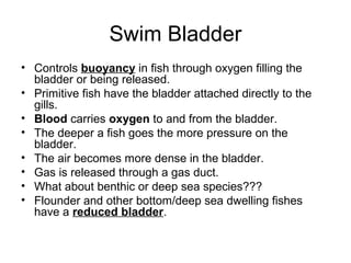 Swim Bladder
• Controls buoyancy in fish through oxygen filling the
  bladder or being released.
• Primitive fish have the bladder attached directly to the
  gills.
• Blood carries oxygen to and from the bladder.
• The deeper a fish goes the more pressure on the
  bladder.
• The air becomes more dense in the bladder.
• Gas is released through a gas duct.
• What about benthic or deep sea species???
• Flounder and other bottom/deep sea dwelling fishes
  have a reduced bladder.
 