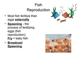 Fish
                  Reproduction
• Most fish fertilize their
  eggs externally
• Spawning - the
  process of fertilizing
  eggs (fish
  reproduction)
  Fry = baby fish
• Broadcast
  Spawning
 