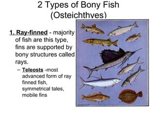 Bony fish | PPT