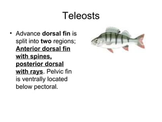 Teleosts
• Advance dorsal fin is
  split into two regions;
  Anterior dorsal fin
  with spines,
  posterior dorsal
  with rays. Pelvic fin
  is ventrally located
  below pectoral.
 