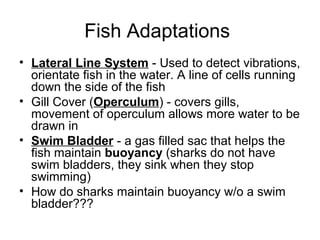 Fish Adaptations
• Lateral Line System - Used to detect vibrations,
  orientate fish in the water. A line of cells running
  down the side of the fish
• Gill Cover (Operculum) - covers gills,
  movement of operculum allows more water to be
  drawn in
• Swim Bladder - a gas filled sac that helps the
  fish maintain buoyancy (sharks do not have
  swim bladders, they sink when they stop
  swimming)
• How do sharks maintain buoyancy w/o a swim
  bladder???
 
