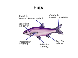 Fins
 