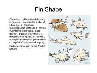 Fin Shape
•   Fin shape and functional diversity
    in fish (and compared to a shark).
    Show are: a. sea robin
    (Dactylopterus volitans): b. catfish
    (Corydoras aeneus); c. piked
    dogfish (Squalus acanthias); d.
    mosquito-fish (Gambusia affinis);
    e. anglerfish (Lophius piscatorius);
    f. lumpfish (Cyclopterus lumpus).
•   Barbels – taste and sense food on
    bottom
 