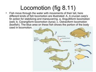 Locomotion (fig 8.11)
•   Fish move through the water with movements of their tail, here
    different kinds of fish locomotion are illustrated: A. A crucian carp's
    fin action for stabilizing and maneuvering. a. Anguilliform locomotion
    (eel); b. Carangiform locomotion (tuna); c. Ostraciform locomotion
    (boxfish). The blue area on these fish shows the portion of the body
    used in locomotion.
 