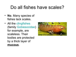 Do all fishes have scales?
• No. Many species of
  fishes lack scales.
• All the clingfishes
  (family Gobiesocidae)
  for example, are
  scaleless. Their
  bodies are protected
  by a thick layer of
  mucous.
 