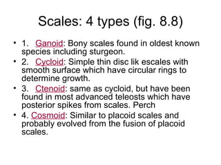 Scales: 4 types (fig. 8.8)
• 1. Ganoid: Bony scales found in oldest known
  species including sturgeon.
• 2. Cycloid: Simple thin disc lik escales with
  smooth surface which have circular rings to
  determine growth.
• 3. Ctenoid: same as cycloid, but have been
  found in most advanced teleosts which have
  posterior spikes from scales. Perch
• 4. Cosmoid: Similar to placoid scales and
  probably evolved from the fusion of placoid
  scales.
 
