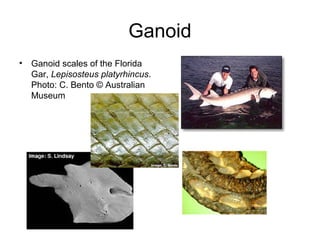 Ganoid
•   Ganoid scales of the Florida
    Gar, Lepisosteus platyrhincus.
    Photo: C. Bento © Australian
    Museum
 