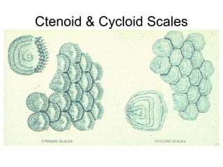 Ctenoid & Cycloid Scales
 