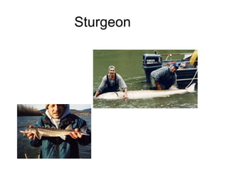 Sturgeon
 