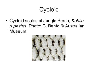 Cycloid
• Cycloid scales of Jungle Perch, Kuhlia
  rupestris. Photo: C. Bento © Australian
  Museum
 