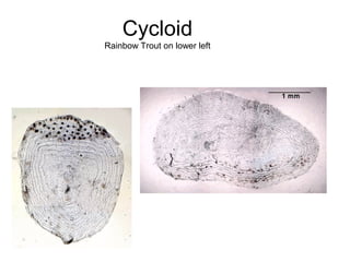 Cycloid
Rainbow Trout on lower left
 