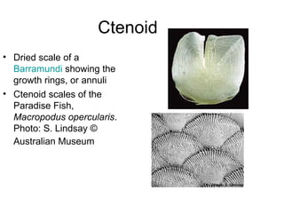 Ctenoid
• Dried scale of a
  Barramundi showing the
  growth rings, or annuli
• Ctenoid scales of the
  Paradise Fish,
  Macropodus opercularis.
  Photo: S. Lindsay ©
  Australian Museum
 